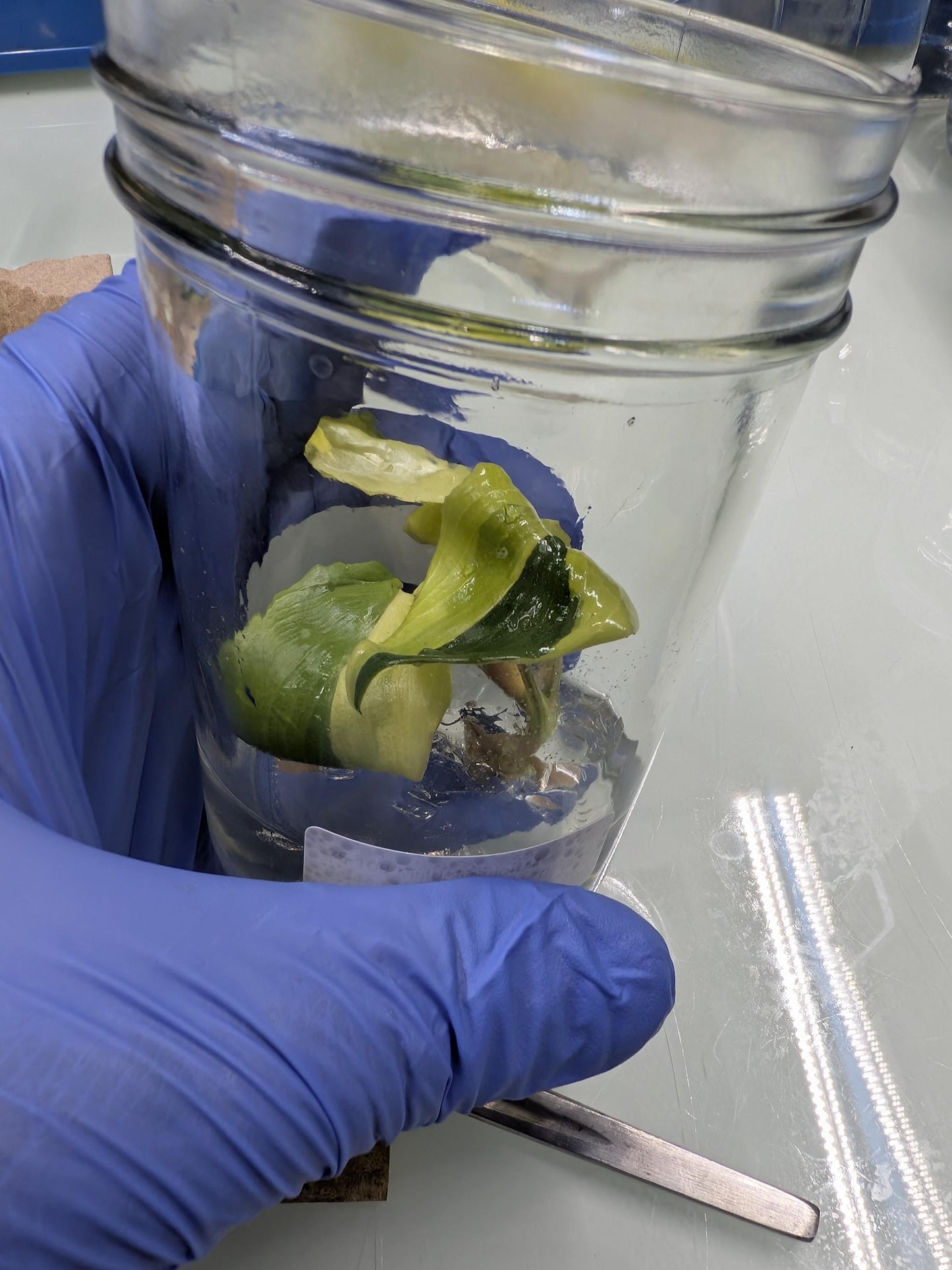 Philodendron Jungle Fever | Tissue Culture Plant (Starter) | Tomoka Farms