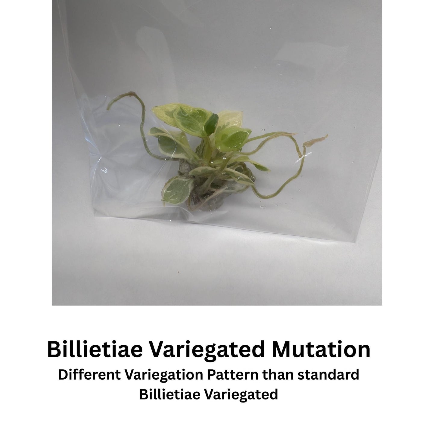 Philodendron Billietiae Variegated | Tissue Culture Plant | Very Rare Strap-Leaf Aroid | Tomoka Farms