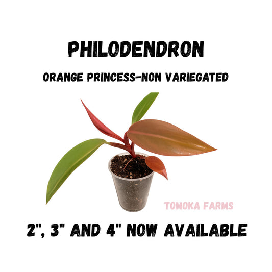 Philodendron Orange Princess | Starter Plant | Tomoka Farms