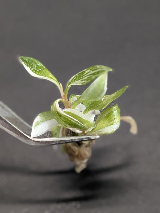 Philodendron Red Anderson | Tissue Culture Plant (Starter) | Tomoka Farms