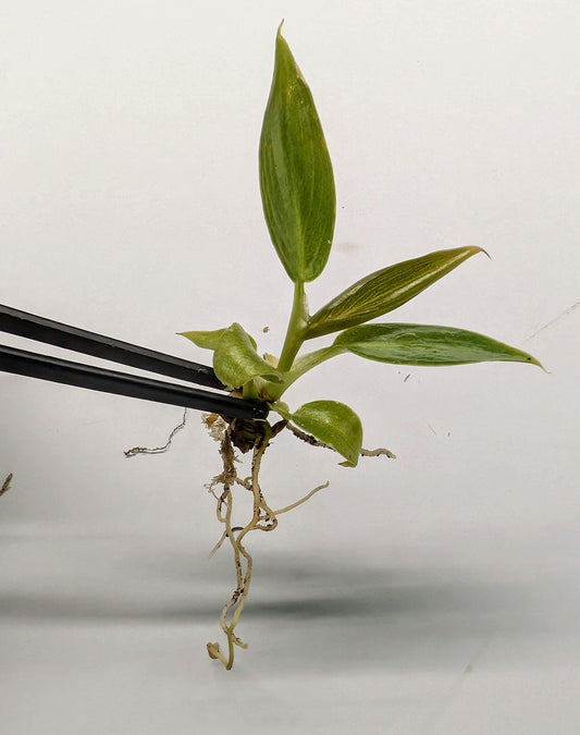 Anthurium Veitchii ‘King’ | Tissue Culture Plant | Tomoka Farms