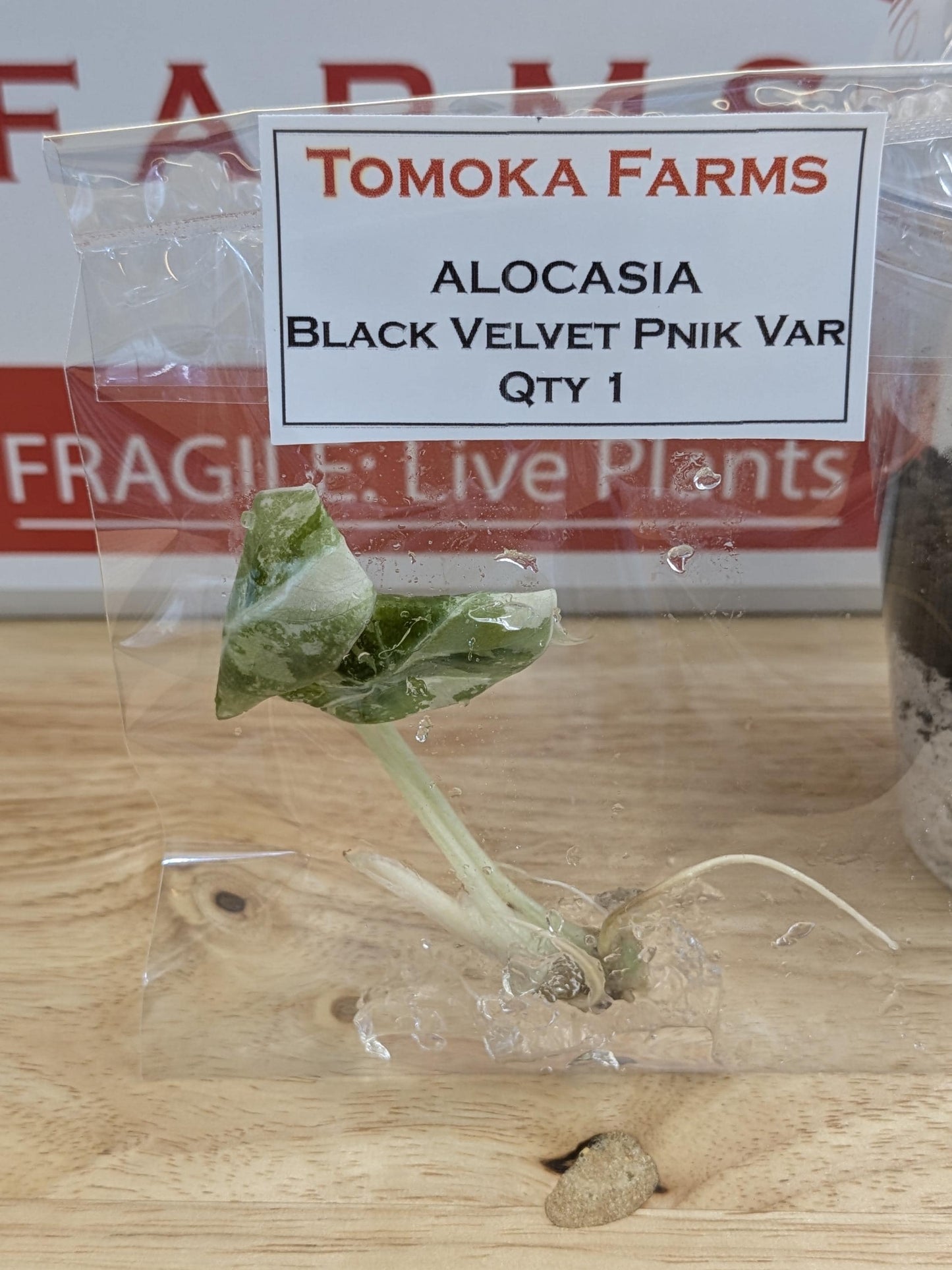 Alocasia Black Velvet Pink Variegated | Tissue Culture Plant Bundle | Preorder | Tomoka Farms