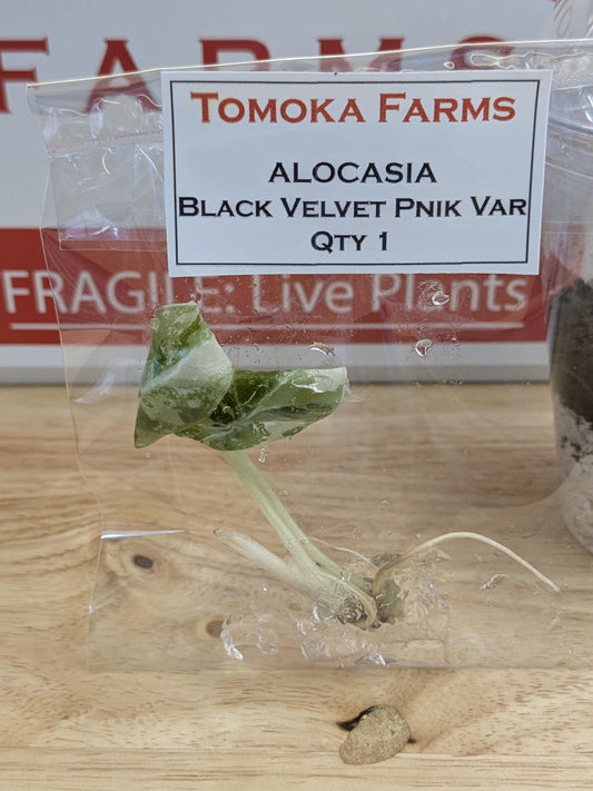 Alocasia Black Velvet Pink Variegated | Tissue Culture Plant Bundle | Preorder | Tomoka Farms