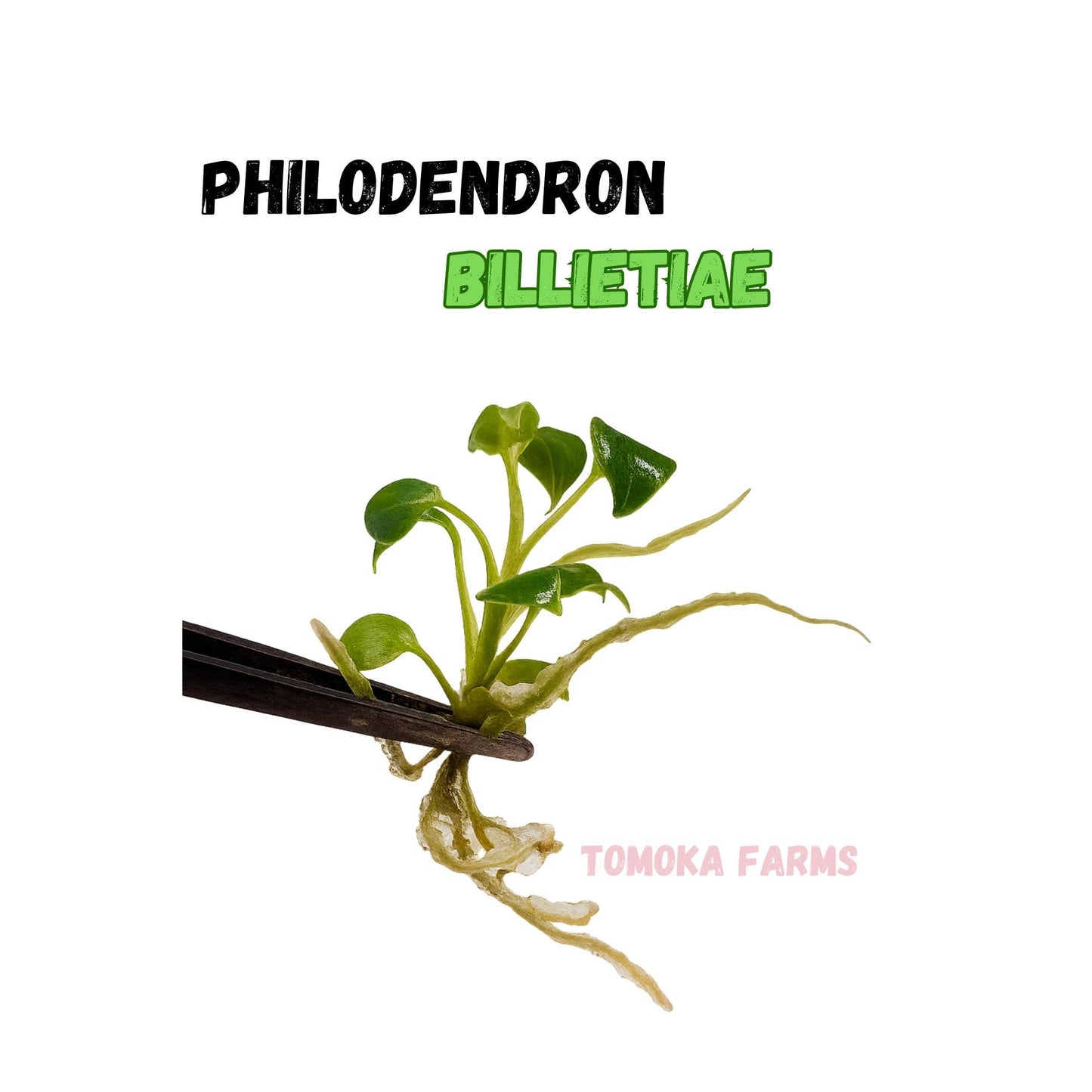 Philodendron Billietiae | Tissue Culture Plant | Tomoka Farms