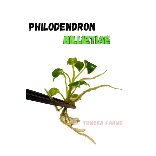 Philodendron Billietiae | Tissue Culture Plant | Tomoka Farms