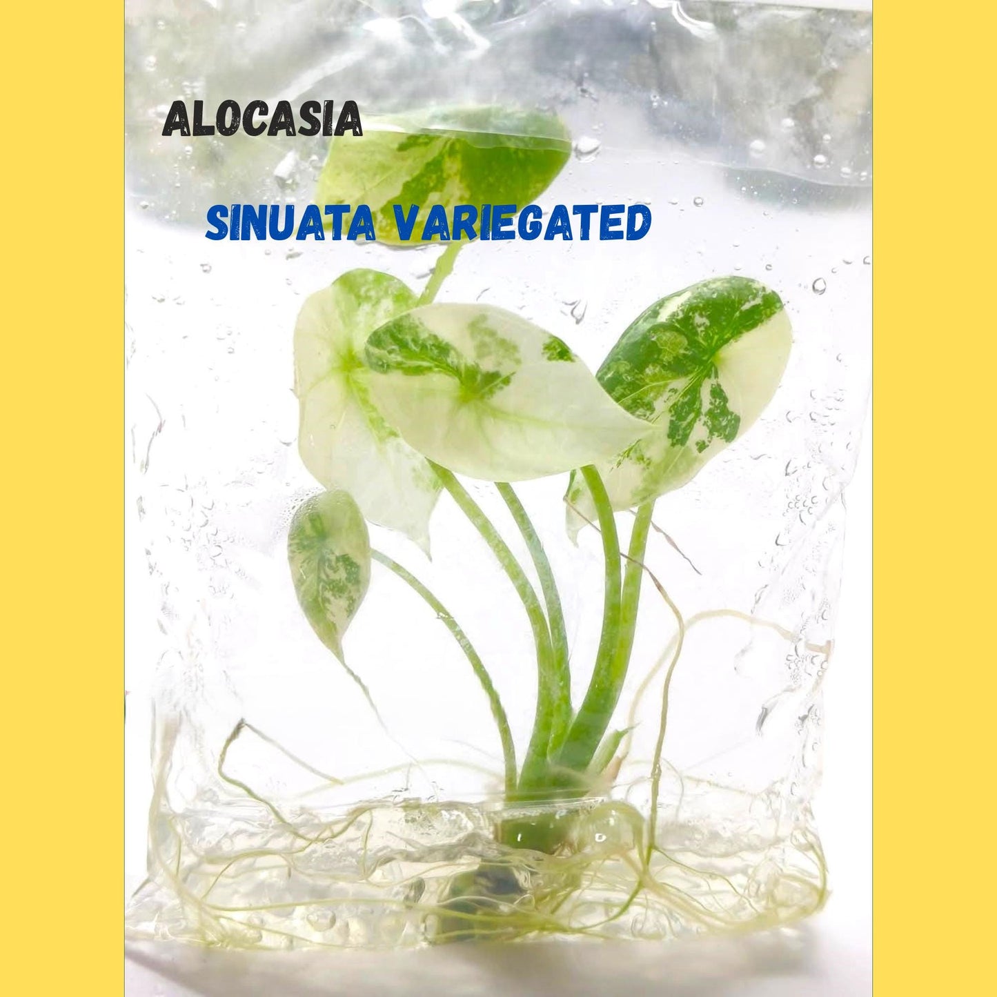 Alocasia Sinuata Variegated | Tissue Culture Plant | Tomoka Farms