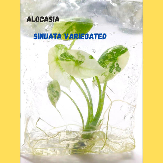 Alocasia Sinuata Variegated | Tissue Culture Plant | Tomoka Farms