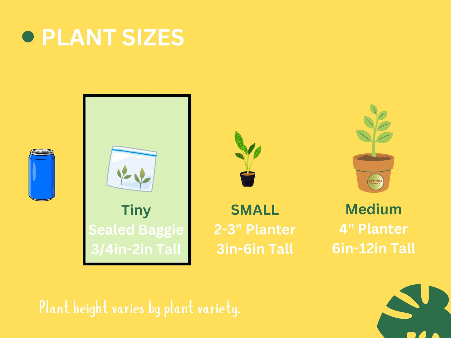 Alocasia Bisma ‘Platinum Albo Var’ — Tissue Culture Plant (Starter) | Tomoka Farms
